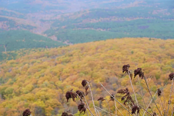 Гірський Пейзаж Жовті Листяні Ліси — стокове фото