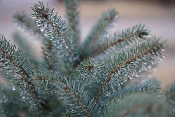 Fir Tree Branches Water Drops Close Shot — Stock Photo, Image