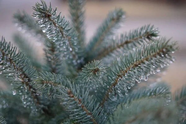 Fir Tree Branches Water Drops Close Shot — Stock Photo, Image