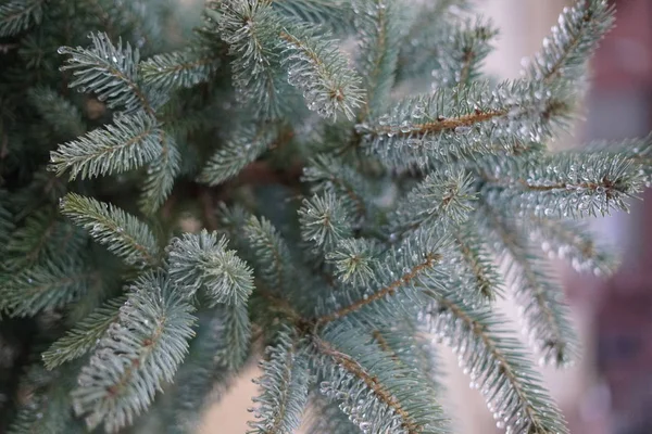 Fir Tree Branches Water Drops Close Shot — Stock Photo, Image