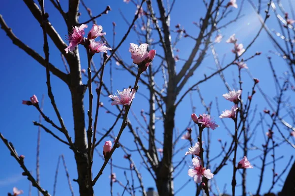 Parlak Güneş Işığı Altında Çiçek Açan Ağaç Dalları Görüntüsünü Kapatmak — Stok fotoğraf