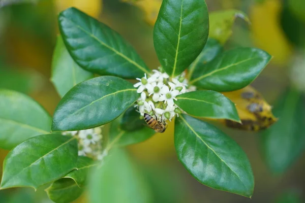 Primer Plano Plano Rama Con Hojas Verdes Flores Blancas — Foto de Stock