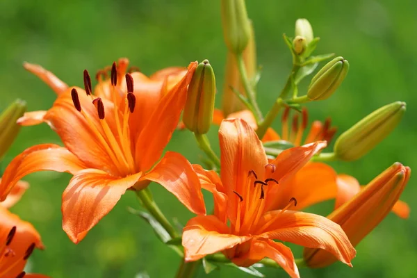 Primer Plano Plano Flores Lirio Naranja Luz Del Sol — Foto de Stock