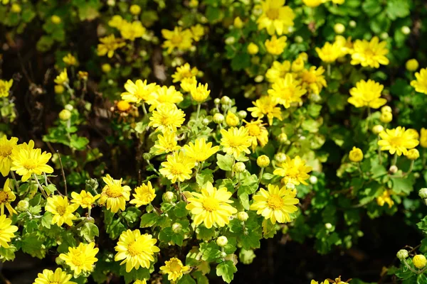 Gele Levendige Bloeiende Bloemen Fel Zonlicht — Stockfoto