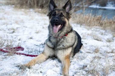 Güzel Alman çoban portre. Kış saati, açık. 