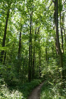 Güneşli Günü orman / park Güzel Manzara , Nove Zamky, Berek, Slovakya. Avrupa. Yüksek ağaçların bir manzara.