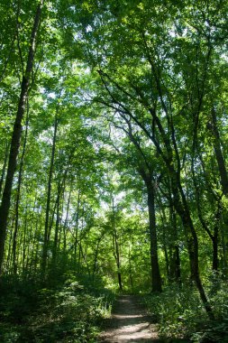 Güneşli Günü orman / park Güzel Manzara , Nove Zamky, Berek, Slovakya. Avrupa. Yüksek ağaçların bir manzara.