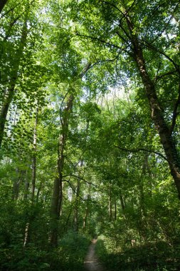 Güneşli Günü orman / park Güzel Manzara , Nove Zamky, Berek, Slovakya. Avrupa. Yüksek ağaçların bir manzara.