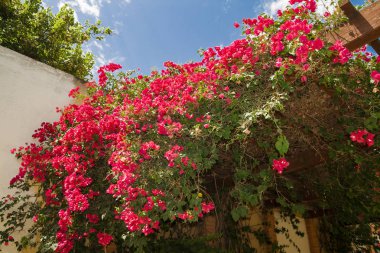 Jardines del Real, Jardin de Viveros - Valencia, İspanya'da halka açık park. Yaz tatili. Güneşli bir günde yakalandı.