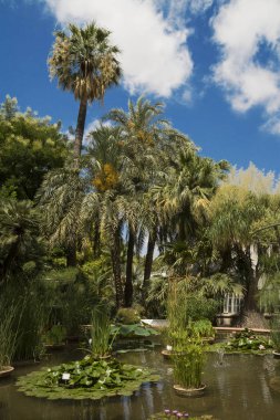 Valencia, İspanya-07.07.2019: Jardin Botanico de la Universidad de Valencia, Valencia Üniversitesi Botanik Bahçesi 1567 yılında tıbbi bitkilerin incelenmesi için kurulmuştur. Sadece Editoryal için