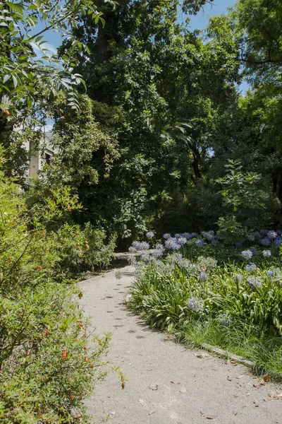 Валенсия Испания 2019 Jardin Botanico Universidad Valencia Botanical Garden University — стоковое фото