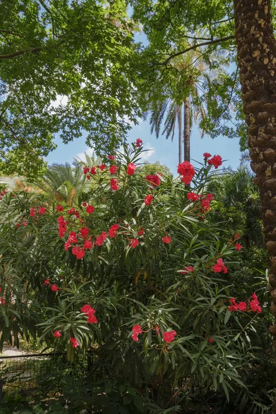 Valencia Spanyolország 2019 Jardin Botanico Universidad Valencia Valenciai Egyetem Botanikus — Stock Fotó