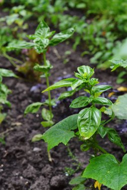 Fesleğen yataklarda yetişir. Toprakta büyüyen fesleğen.