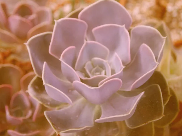 Suculenta flor de estilo boho Houseleek en color retro . — Foto de Stock
