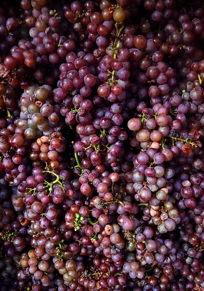 Full frame red wines grapes, Moravia, Czech republic. — Stock Photo, Image