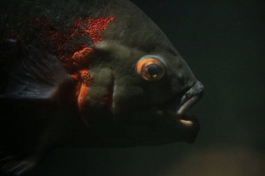 Derin sularda turuncu yerler ile siyah balık Başkanı, Prag Hayvanat Bahçesi.