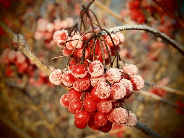 Bayas rojas de viburnum con cristales de hielo, sobre fondo marrón —  Fotos de Stock