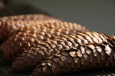 Ladin konileri ahşap üzerinde bir satır dizilmiş