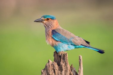 Hint Roller Coracias benghalensis oturan ve şube, inanılmaz güzel yeşil arka planda sabah gündoğumu Sri Lanka sırasında poz