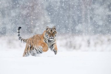 Sibirya kaplanı, Panthera tigris tigris kar karlı ağaçları ile arka planda çalışıyor 