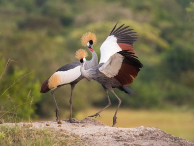 İki gri Crownned Vinçler, balearica regulorum dans yumuşak ışık sırasında gün batımı, yeşil bokeh artalanları, açılan kanatları, Uganda
