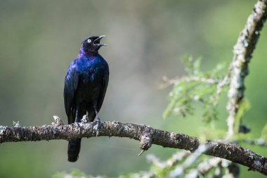 Büyük Mavi kulaklı Starling veya büyük mavi kulaklı parlak-starling veya Lamprotornis chalybaeus dalı, Uganda Afrika yaban hayatı güzel doğal ortamı üzerinde tünemiş