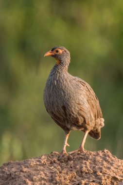 Kızıl enseli Spurfowl veya Kızıl enseli turaç veya Pternistis afer Uganda Afrika yaban hayatı güzel doğal ortamda yerde duruyor