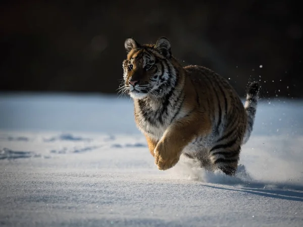 Siberische Tijger Panthera Tigris Tigris Wordt Uitgevoerd Sneeuw Achtergrond Met — Stockfoto