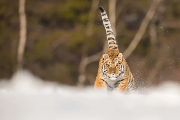 Τίγρη Της Σιβηρίας Εκτελεί Panthera Tigris Τίγρη Στο Χιόνι Στο — Φωτογραφία Αρχείου