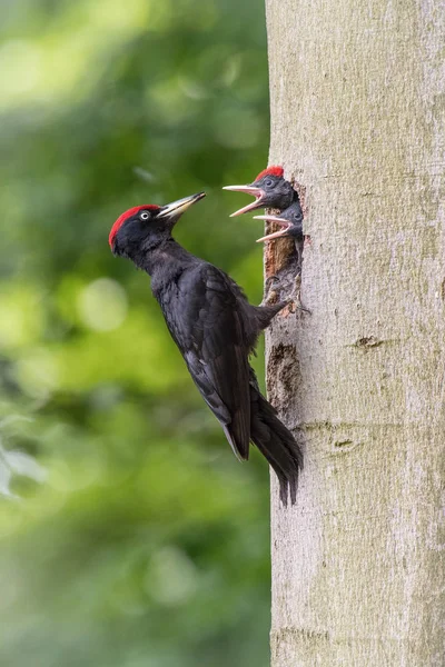 Picchio Nero Dryocopus Martius Sta Dando Mangiare Suoi Pulcini Prima — Foto Stock