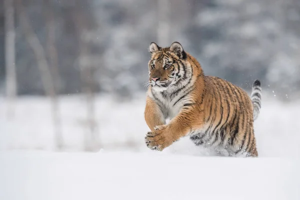 Szibériai Tigris Panthera Tigris Tigris Fut Hóban Háttérben Havas Fák — Stock Fotó