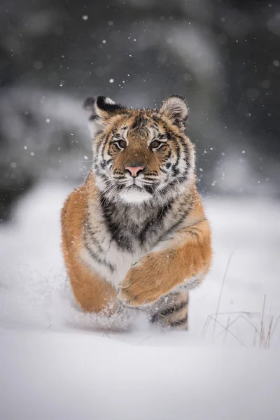 Siberische Tijger Panthera Tigris Tigris Wordt Uitgevoerd Sneeuw Achtergrond Met — Stockfoto