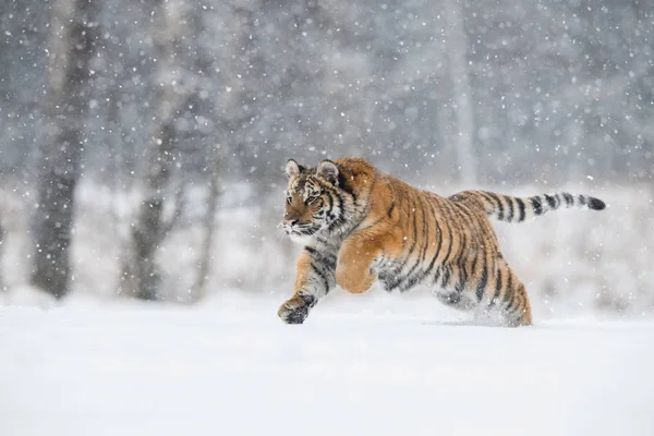 Szibériai Tigris Panthera Tigris Tigris Fut Hóban Háttérben Havas Fák — Stock Fotó