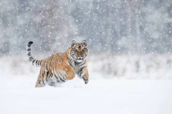 Szibériai Tigris Panthera Tigris Tigris Fut Hóban Háttérben Havas Fák — Stock Fotó