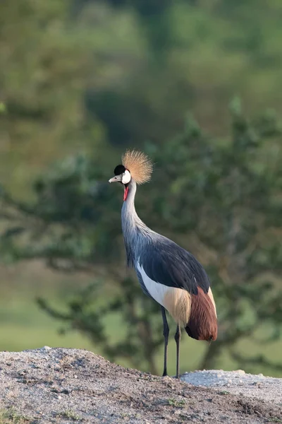 Grey Crownned Crane Balearica Regulorum Stojí Měkké Světlo Během Západu — Stock fotografie