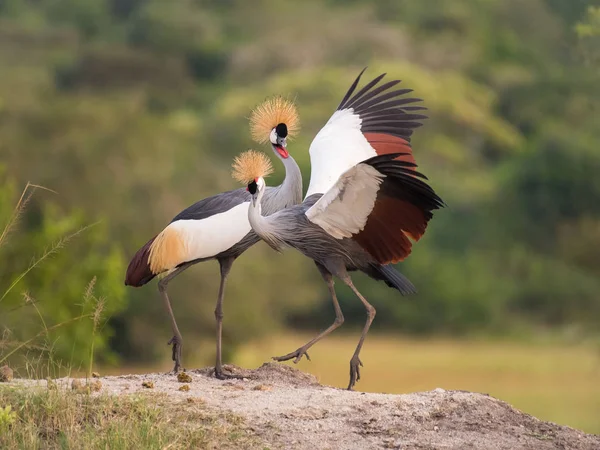 İki gri Crownned Vinçler, balearica regulorum dans yumuşak ışık sırasında gün batımı, yeşil bokeh artalanları, açılan kanatları, Uganda