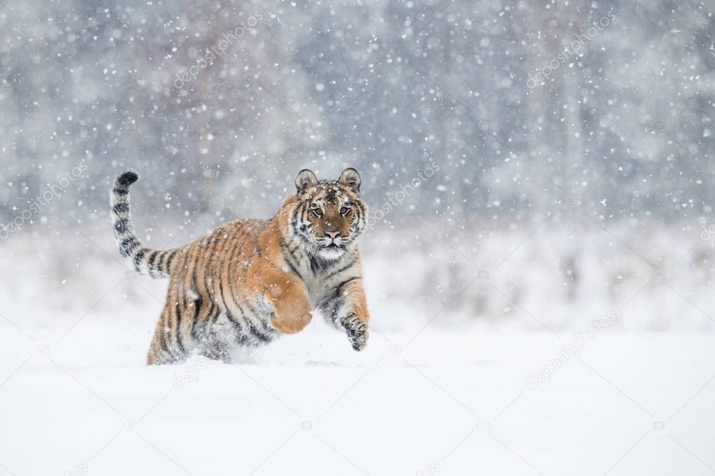 The Siberian Tiger, Panthera tigris tigris is running in the snow, in the background with snowy trees 