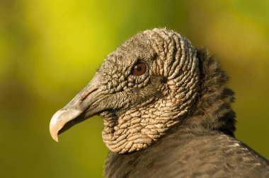Baş güzel sıcak renkler ve yeşil artalan ayrıntıları Florida Everglades Ulusal Par bir sürü morarttığı akbaba Coragyps atratus portre