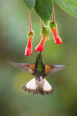 Sinekkuşu gezinip ve yağmur ormanlarında güzel kırmızı çiçek nektarı içme. Buff kuyruklu Coronet, Boissonneaua flavescens güzel renkli arka plan ile uçan. 
