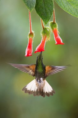 The Hummingbird is hovering and drinking the nectar from the beautiful red flower in the rain forest. Flying Buff-tailed Coronet, Boissonneaua flavescens with nice colorful background.  clipart