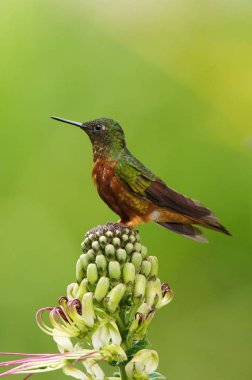 The Chestnut-breasted Coronet, Boissonneaua matthewsii is sitting on the flower prepared to drink the nectar, amazing colored hummingbird, amazing picturesque green background clipart