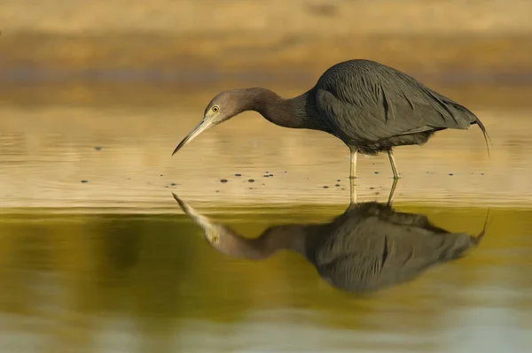 Thelittle Blue Heron Egretta Caerulea Refletida Superfície Pequena Lagoa Costa — Fotografia de Stock