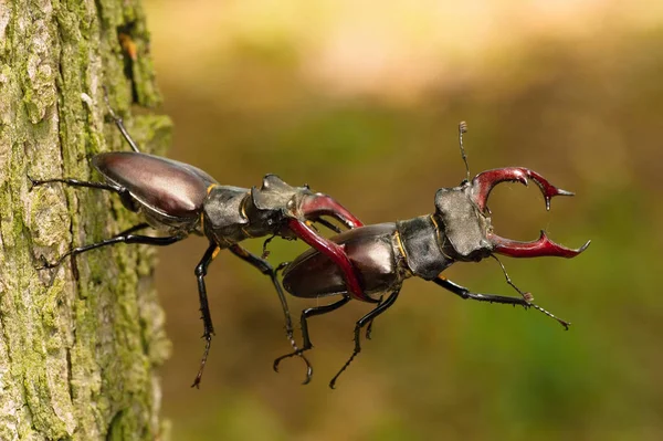 Stag Beetles Lucanus Cervus Fighting Better Position Tree Bark Mating — Stock Photo, Image