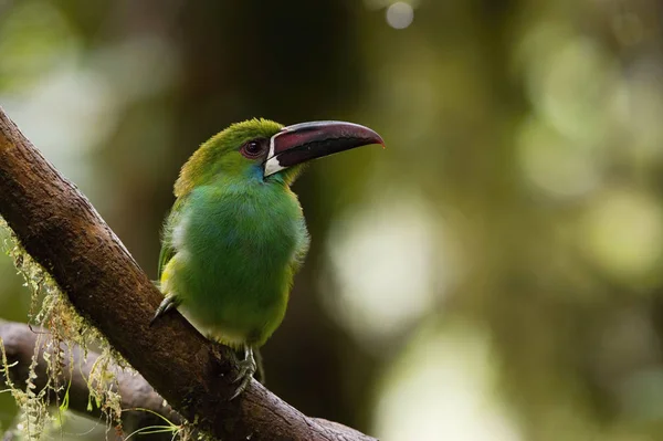 Thecrimson Rumped Toucanet または Aulacorhynchus Haematopygus は緑の色と暗いシーンでエクアドルの熱帯雨林で枝に止まった — ストック写真