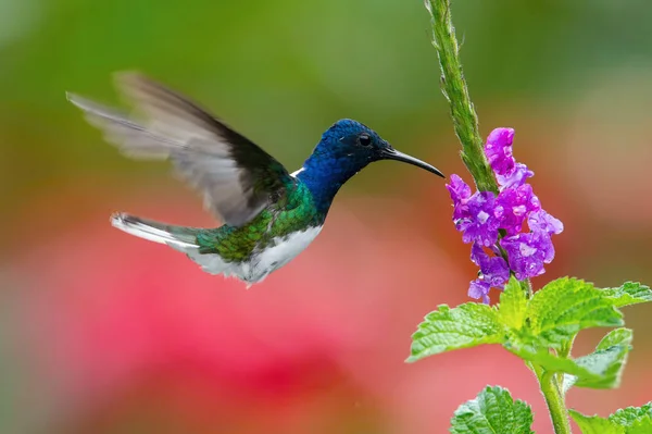 Beija Flor Está Subindo Bebendo Néctar Bela Flor Ambiente Floresta — Fotografia de Stock