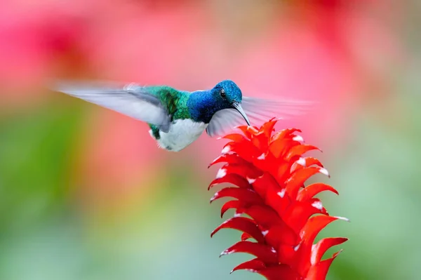 Der Kolibri Steigt Die Höhe Und Trinkt Den Nektar Der — Stockfoto
