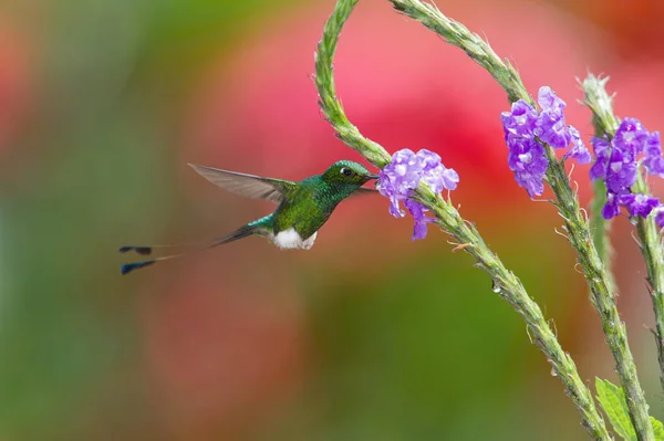 Beija Flor Está Pairando Bebendo Néctar Bela Flor Floresta Tropical — Fotografia de Stock