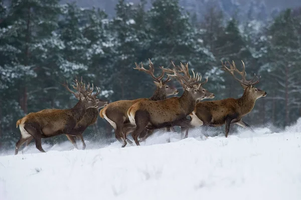 Ciervo Rojo Cervus Elaphus Corriendo Nieve Ambiente Típico Invierno Majestuoso — Foto de Stock