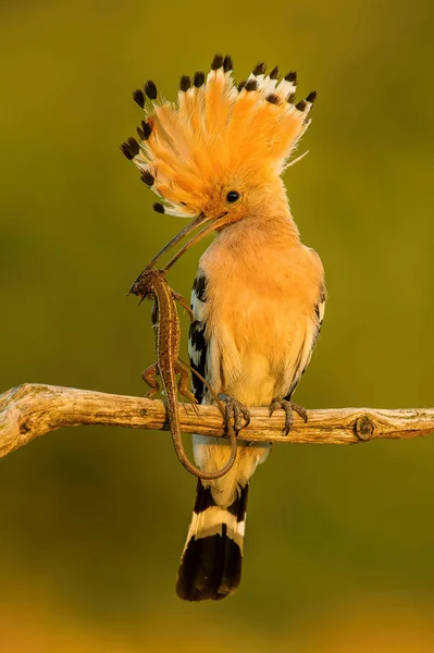 Eurasian Hoopoe, Upupa epops just caught the lizard to feed its chicks, perched on the branch in the first morning light, the lizard in the beak, golden light picture during sunrise, Hungary