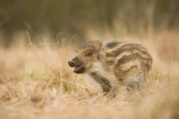 The Wild Boar piglet, sus scrofa is standing in the grass in the backlight of sunset. In the backgound is dark forest. The Piglet has opened snout and his hair lights.